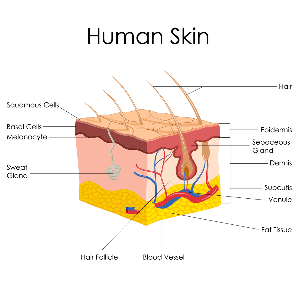 Anatomy of the Skin - Kona Dermatologist
