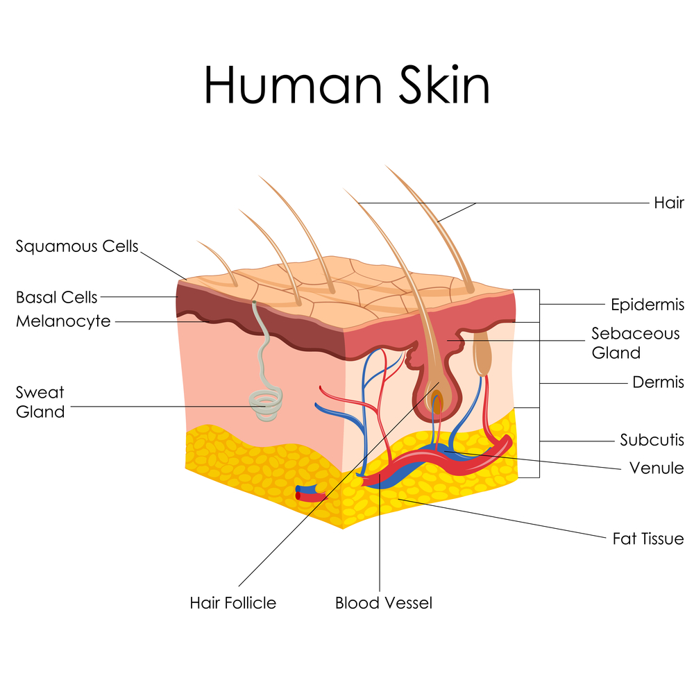 blood vessels in skin